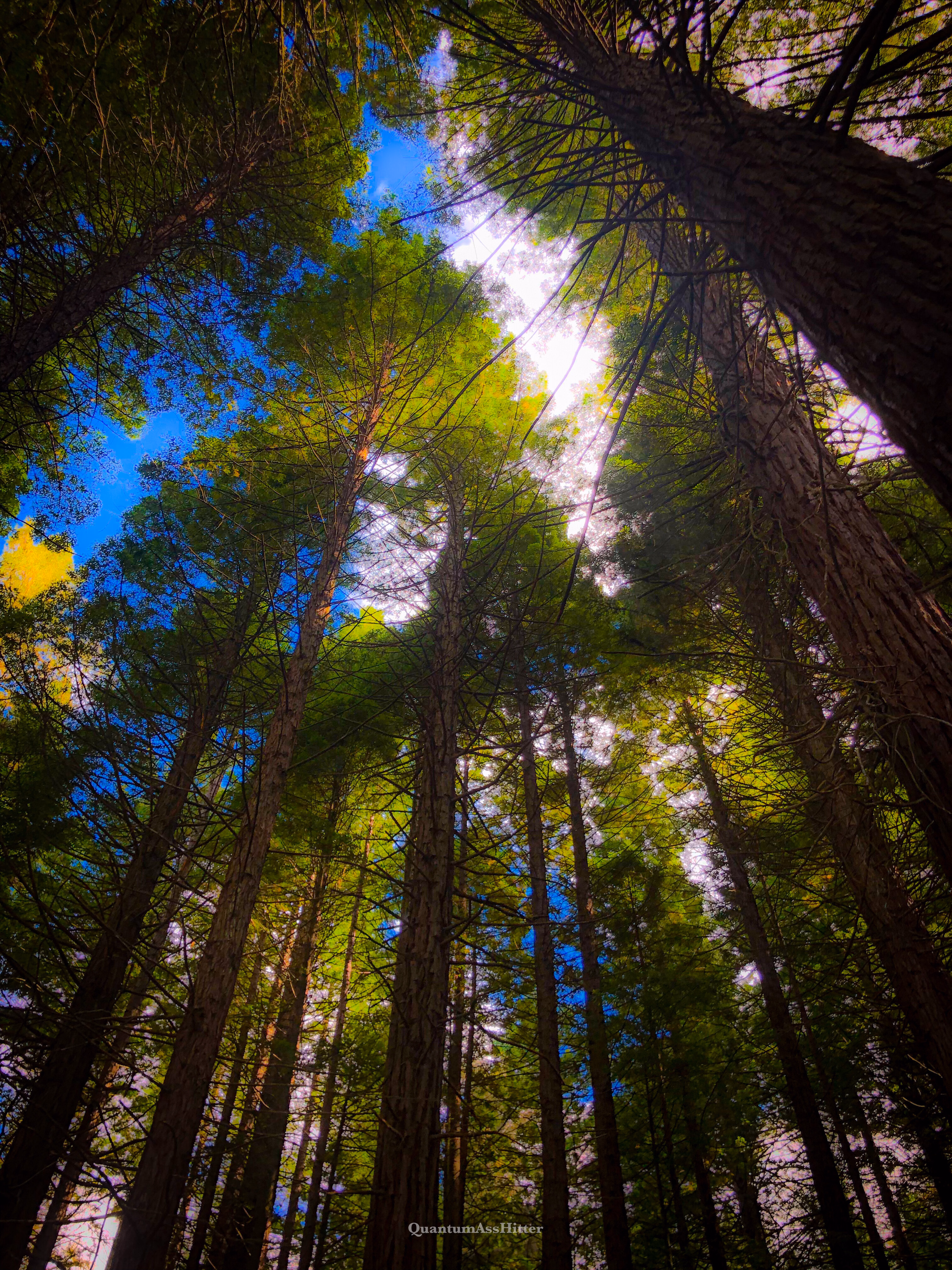 The Redwoods Whakarewarewa Forest, Rotorua