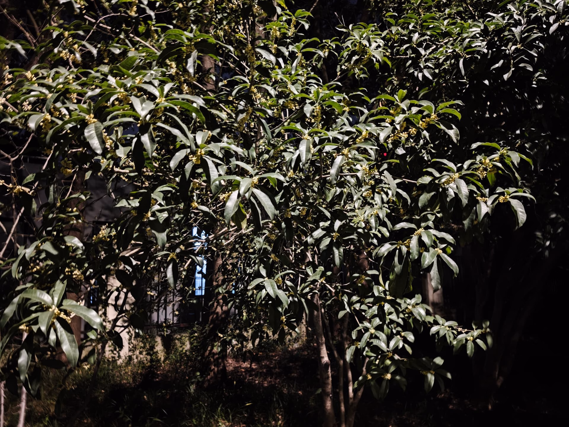 MVIMG_20251027_181509
