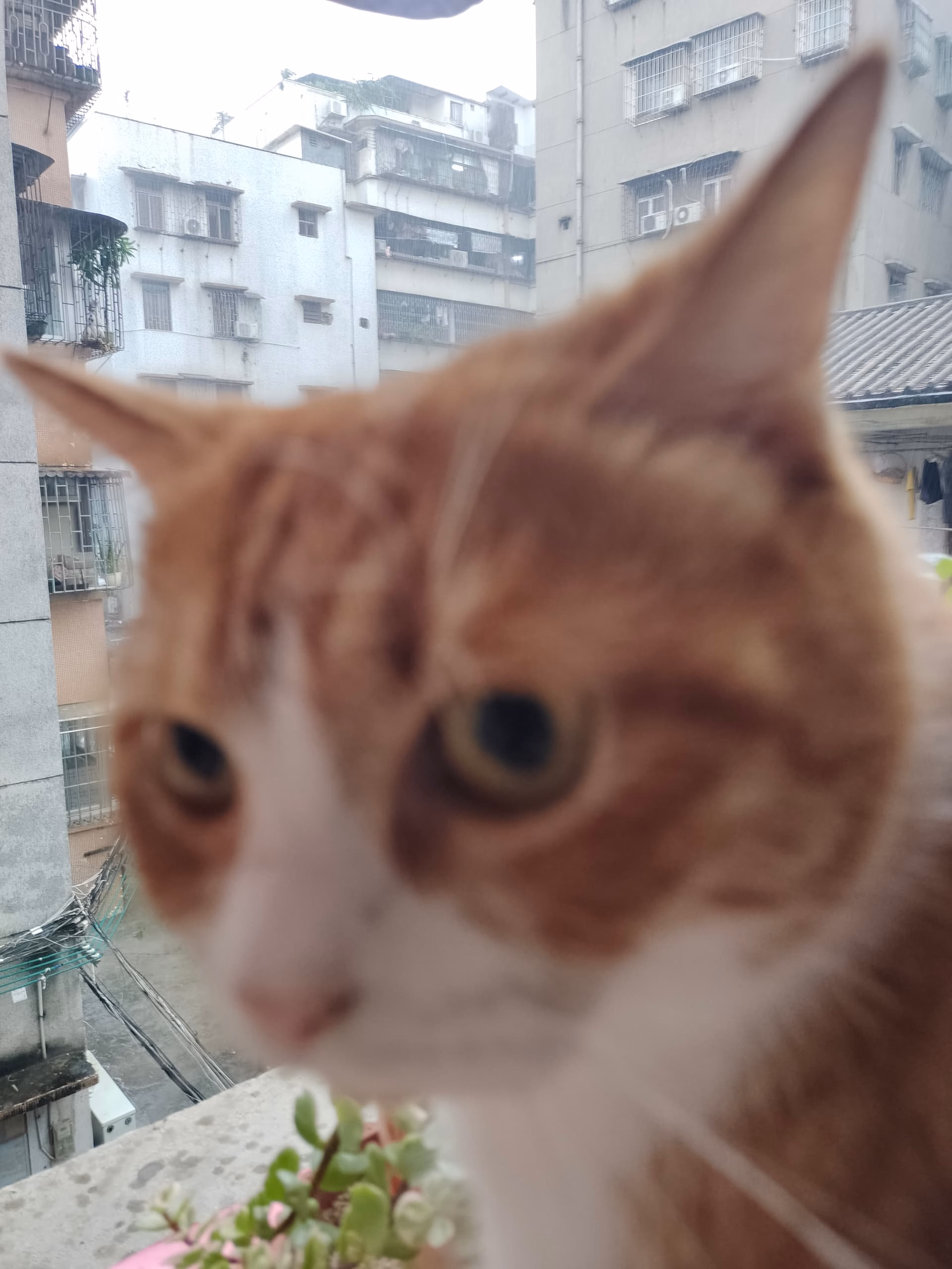 cat_Sight