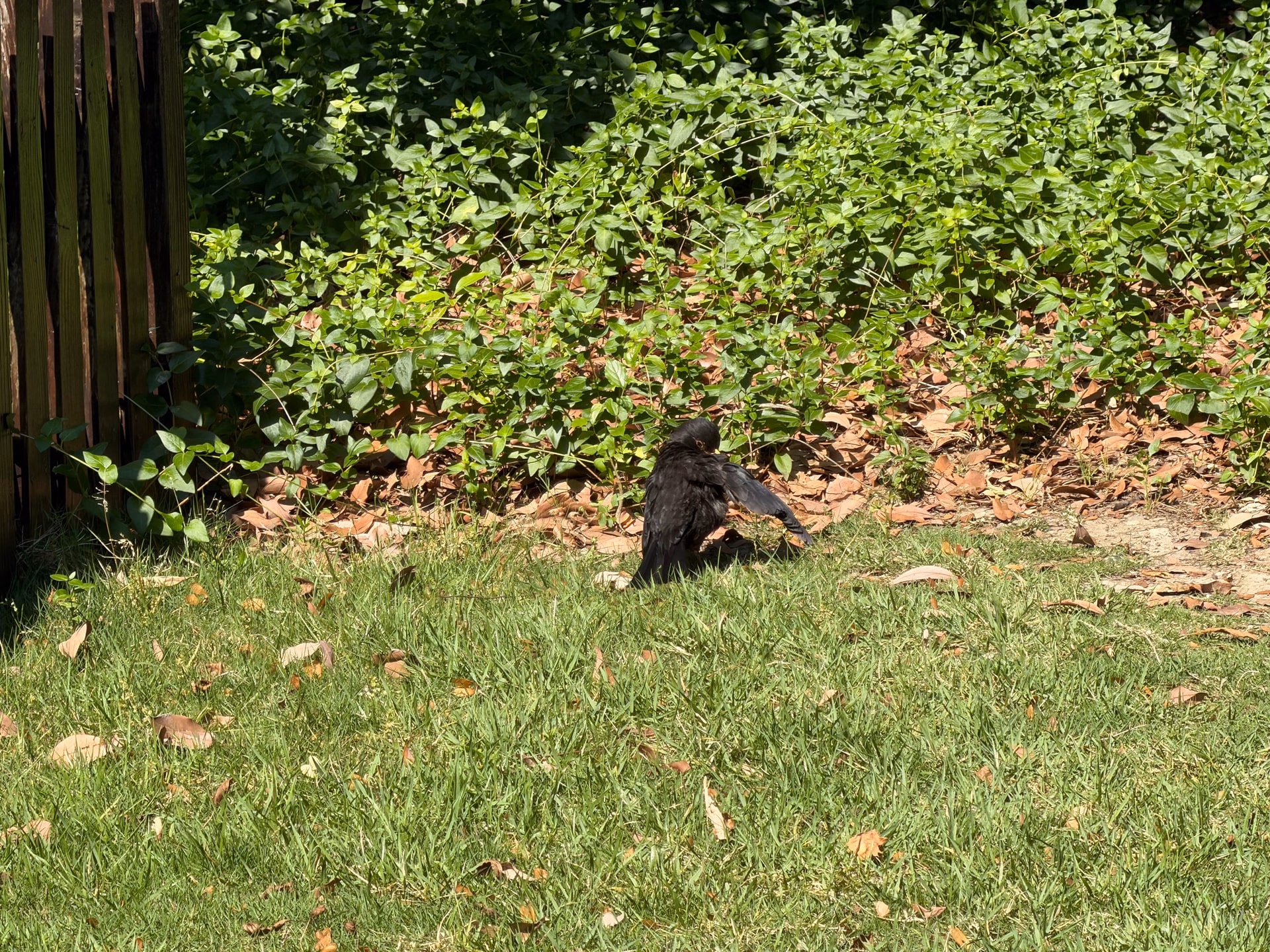 IMG_0882