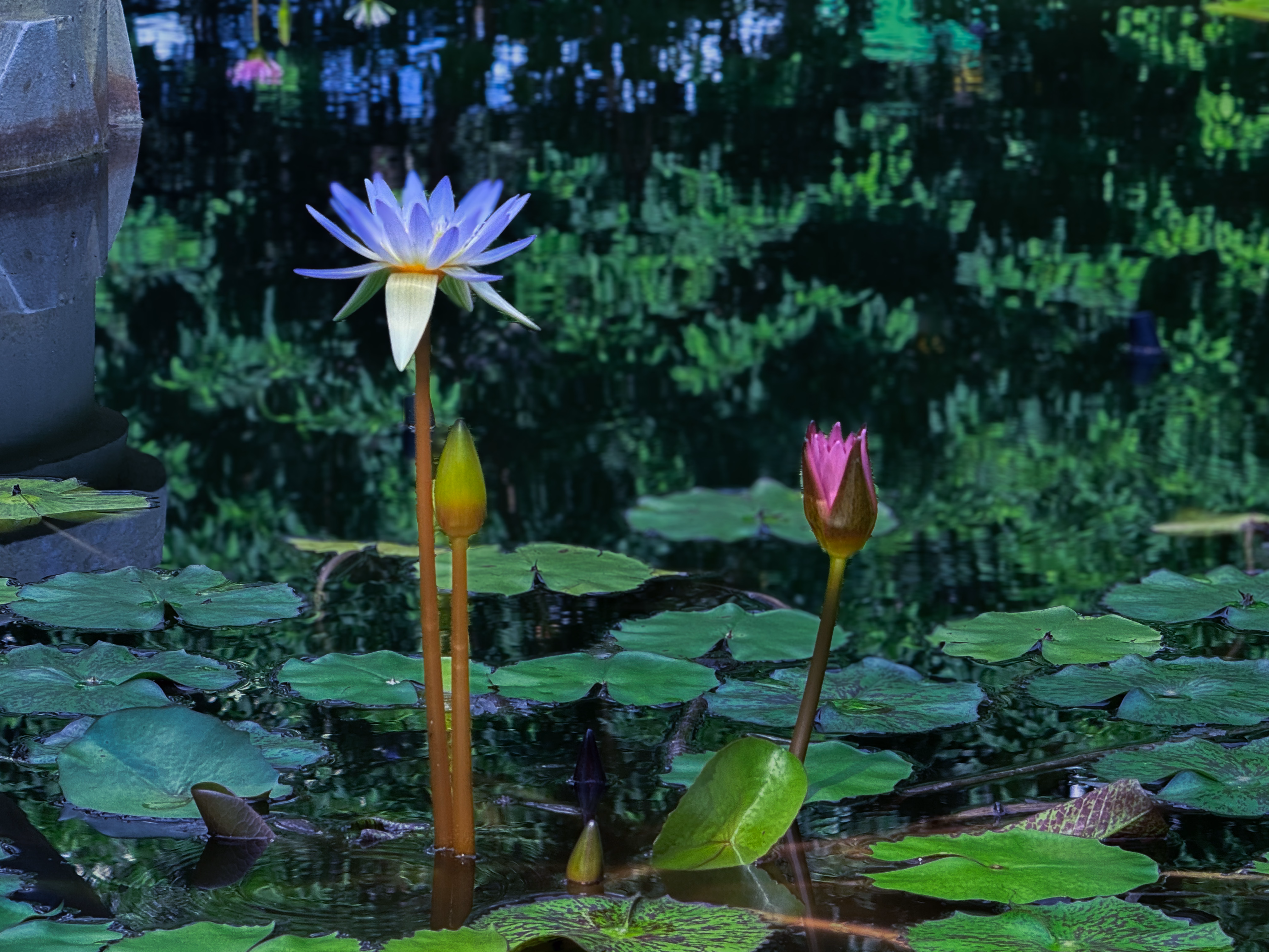 蓝莲花