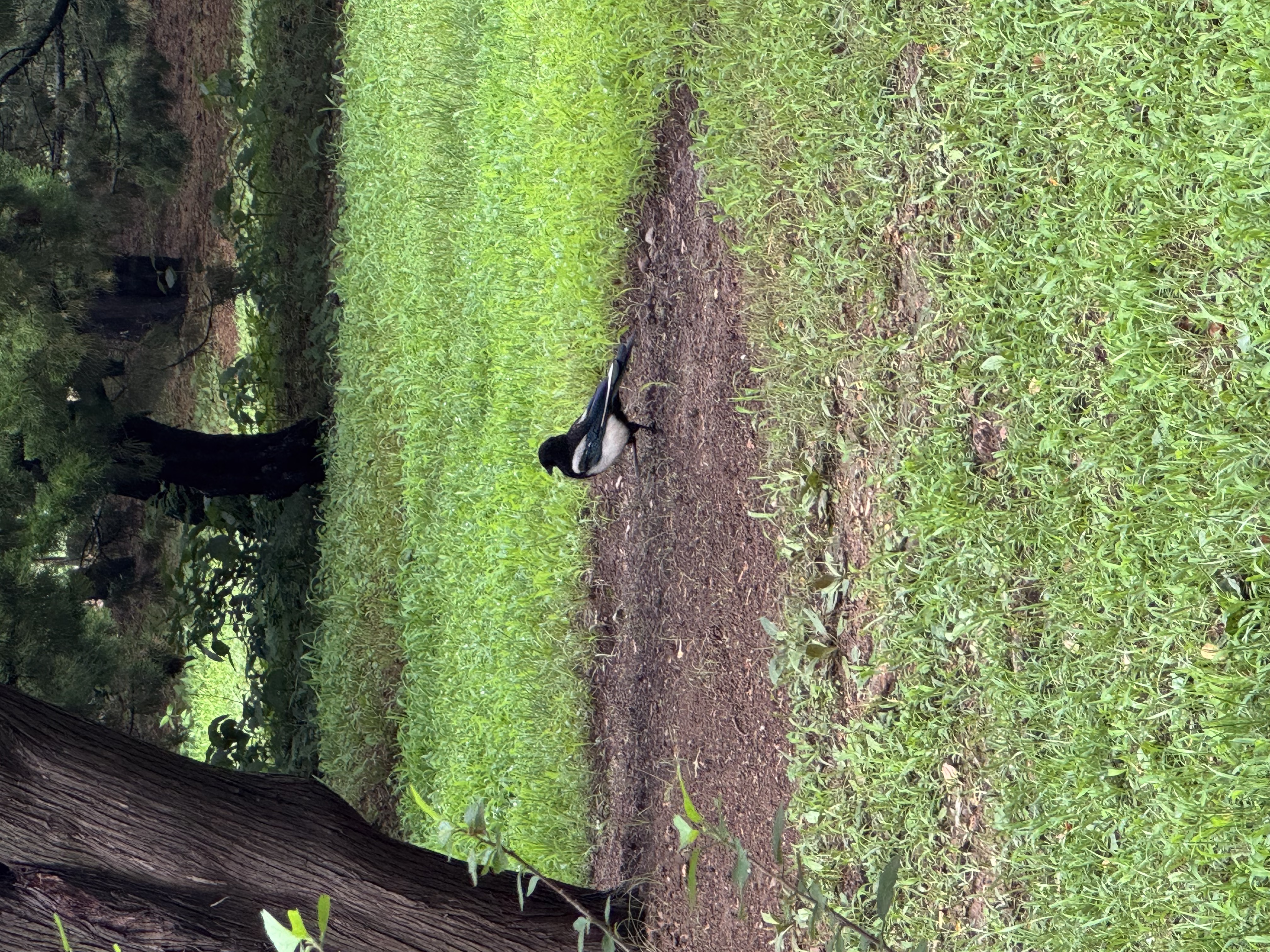 IMG_0176.jpeg