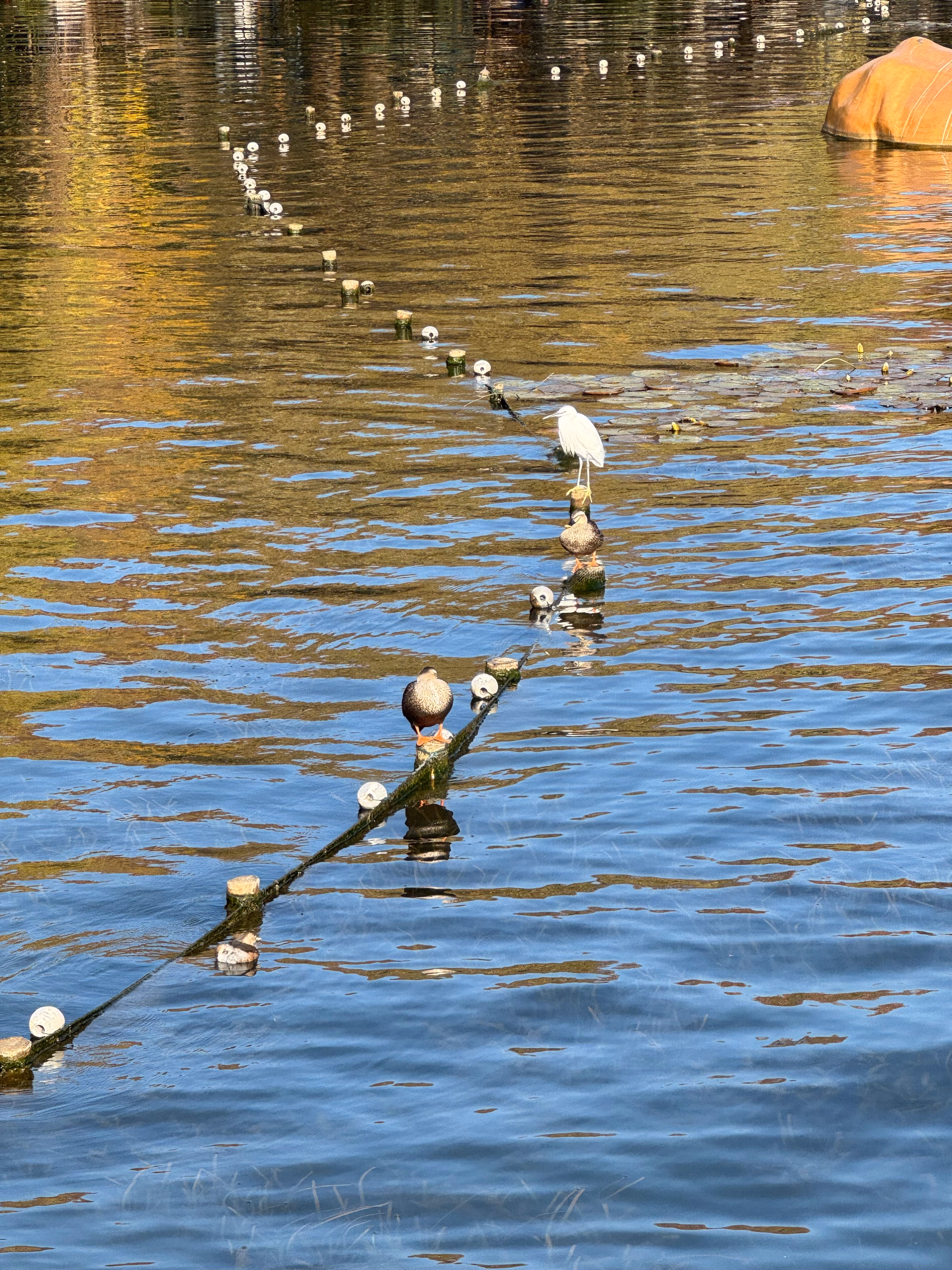 IMG_5521