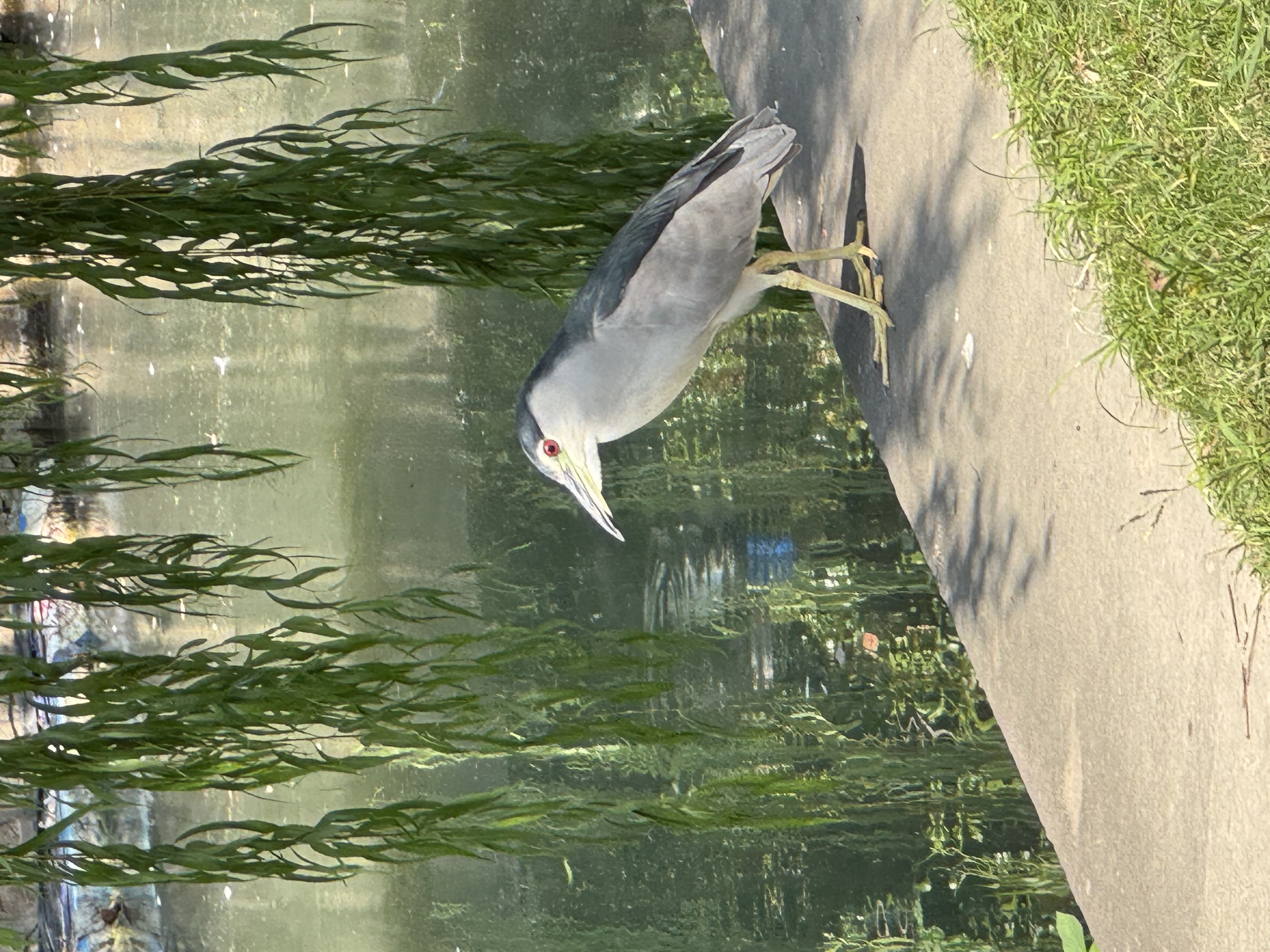 IMG_3045.jpeg