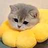 Nileonx