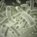 Ecoli