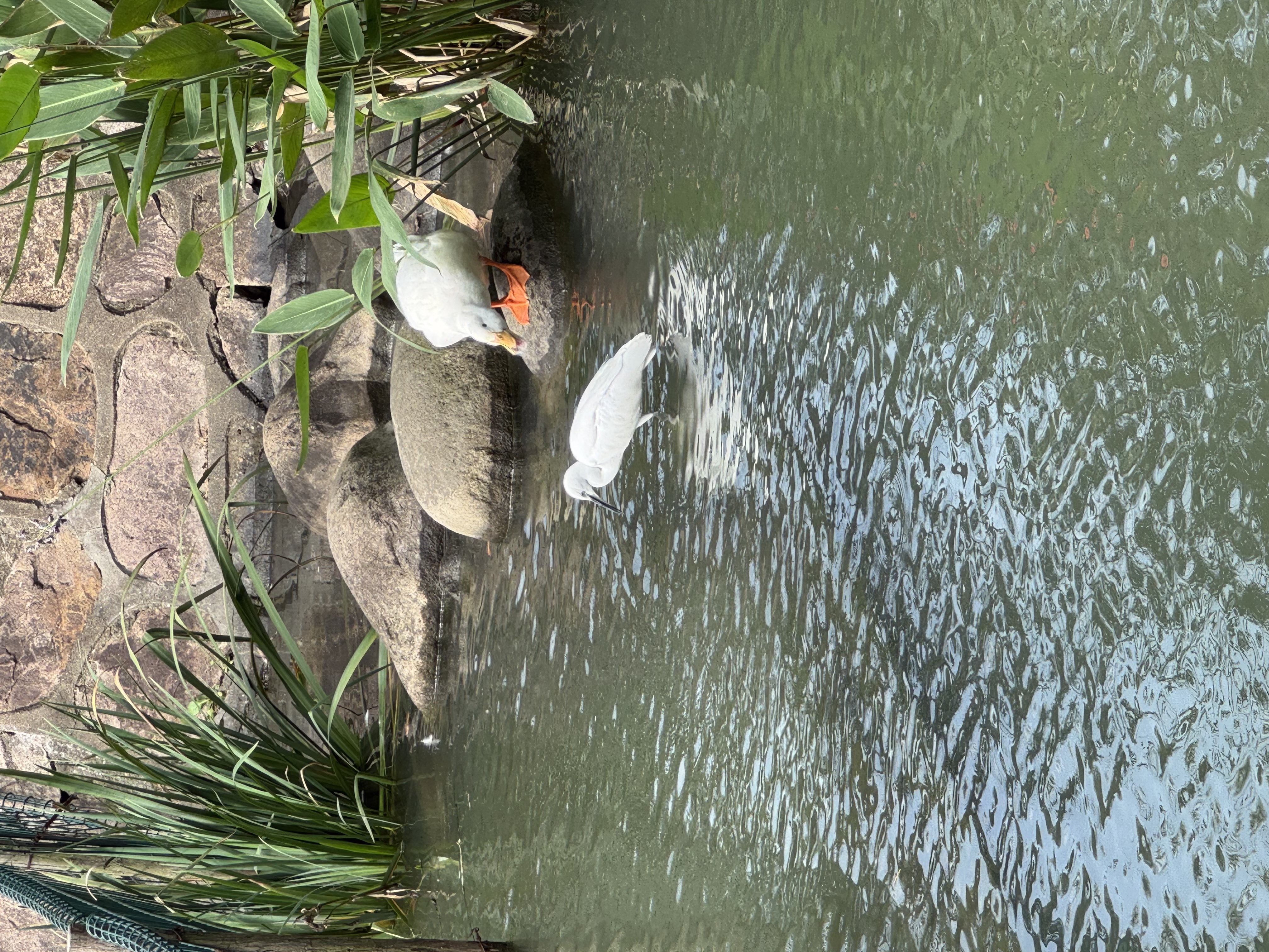 IMG_3468.jpeg