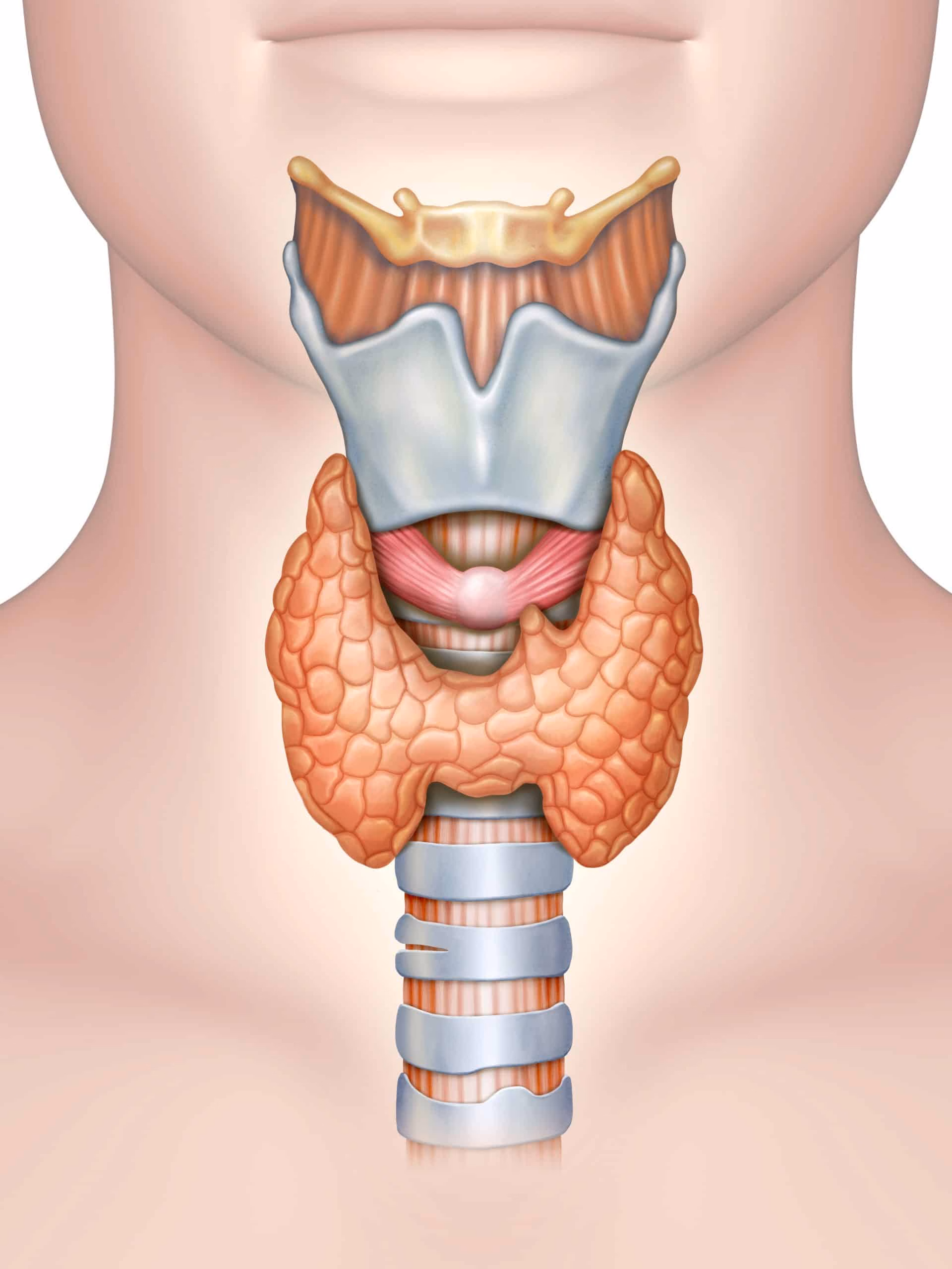 This is a medical illustration of a human neck and throat, showing the anatomy of the larynx, trachea, and esophagus.  (Captioned by AI)