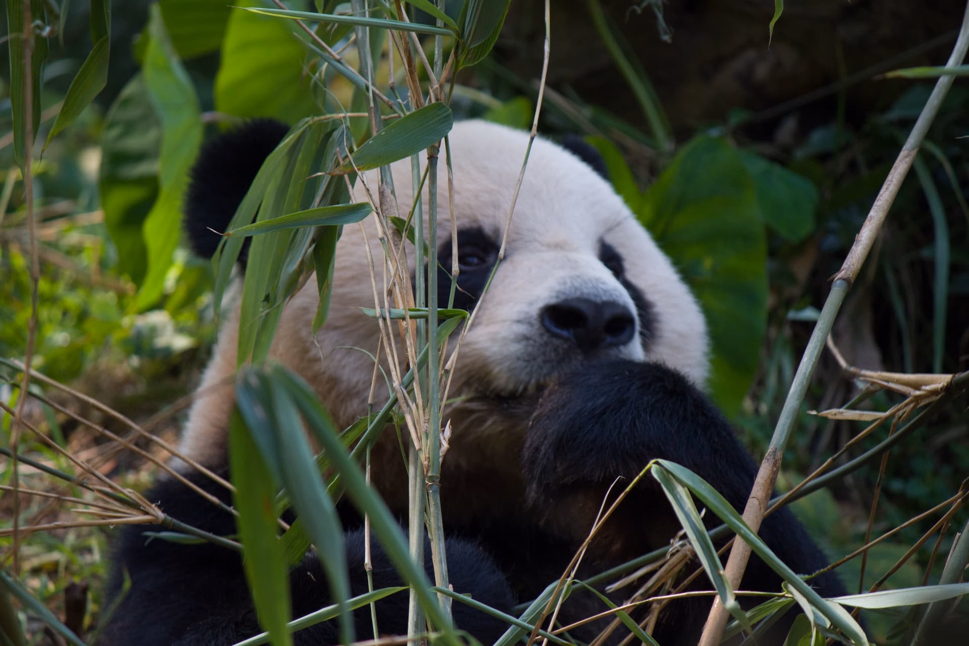 The image shows a panda bear resting in a lush, green environment, surrounded by bamboo plants and leaves. (由 AI 生成标题)