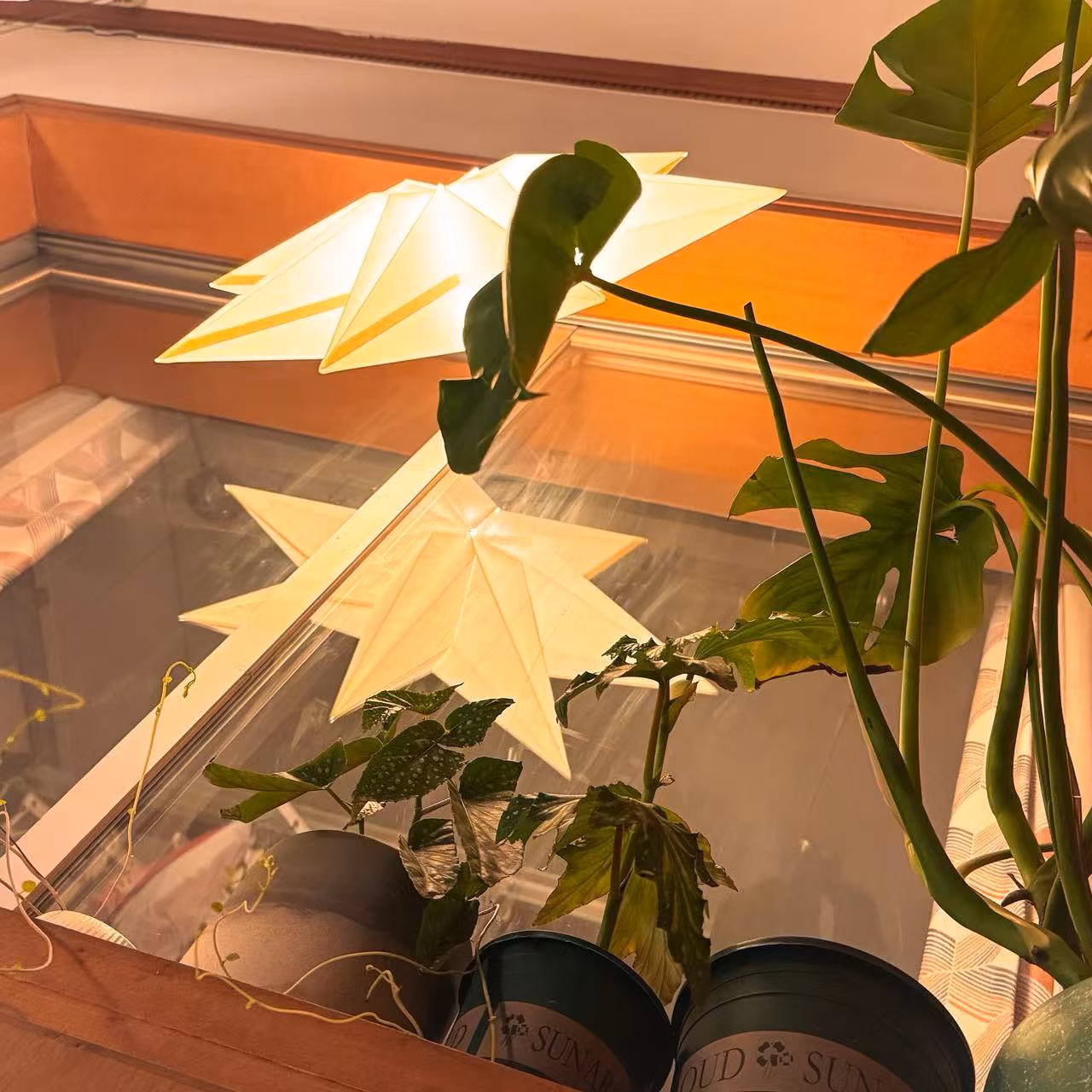 有点蔫巴的小花园