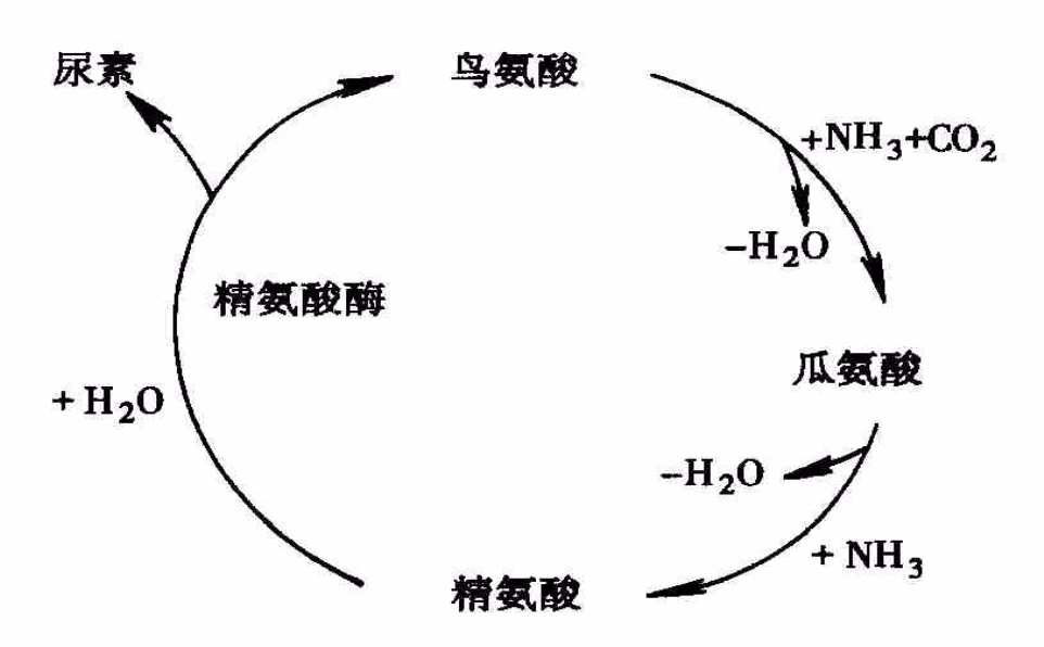 nh2_c