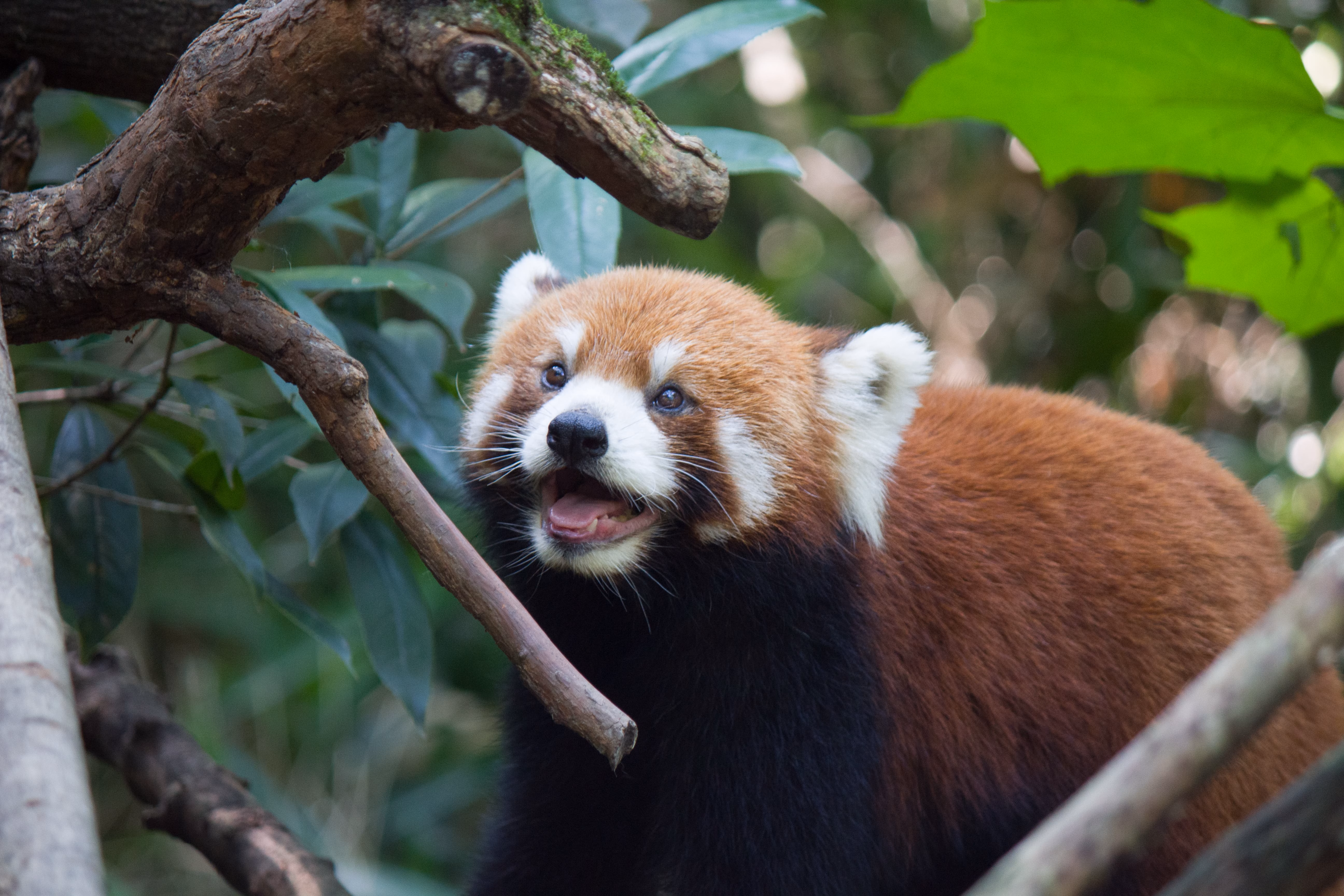 The image shows a red panda sitting on a branch, peering forward with an endearing expression, its distinctive red and black fur and white markings around its face clearly visible. (由 AI 生成标题)