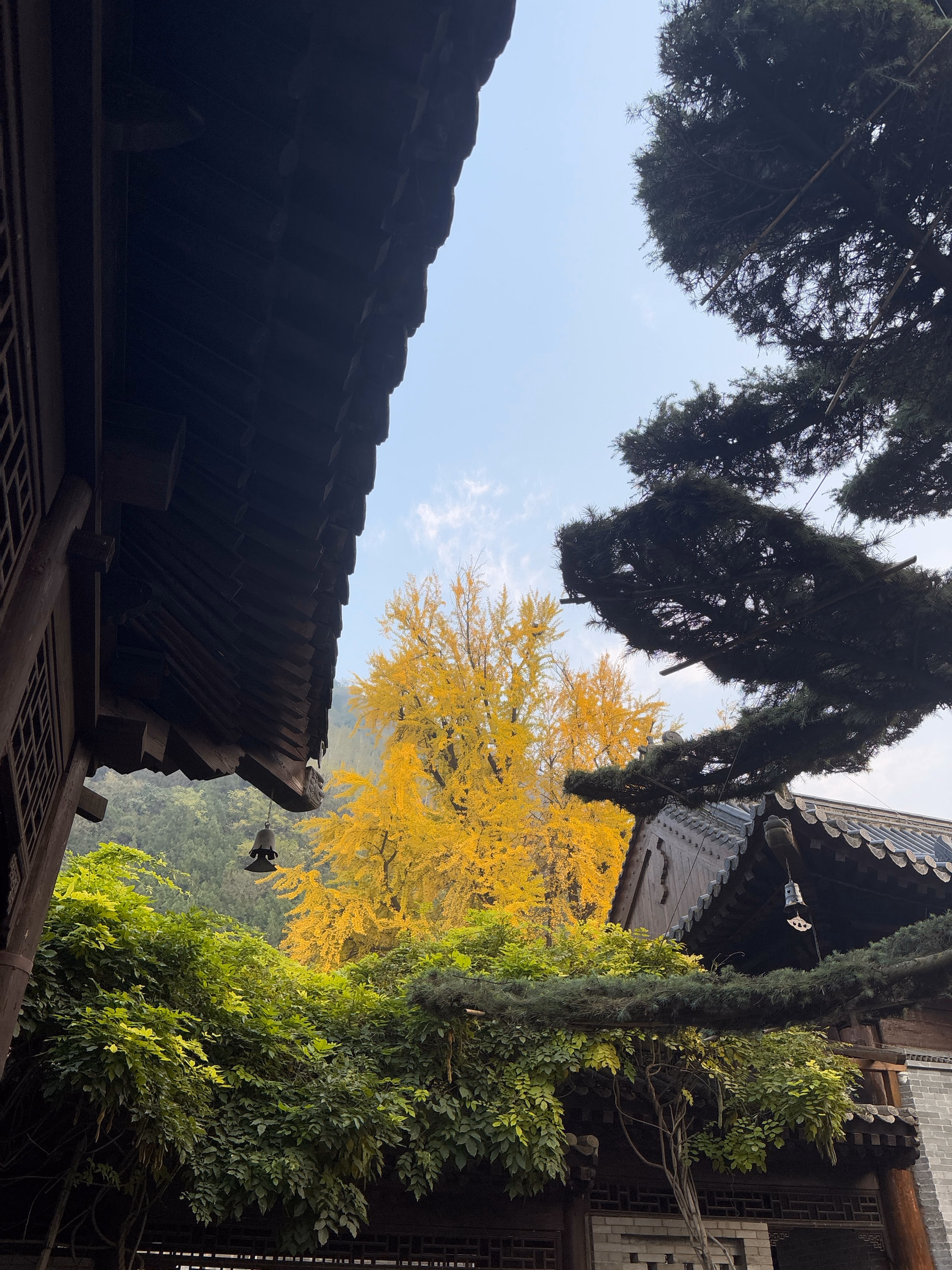 古寺里的银杏树